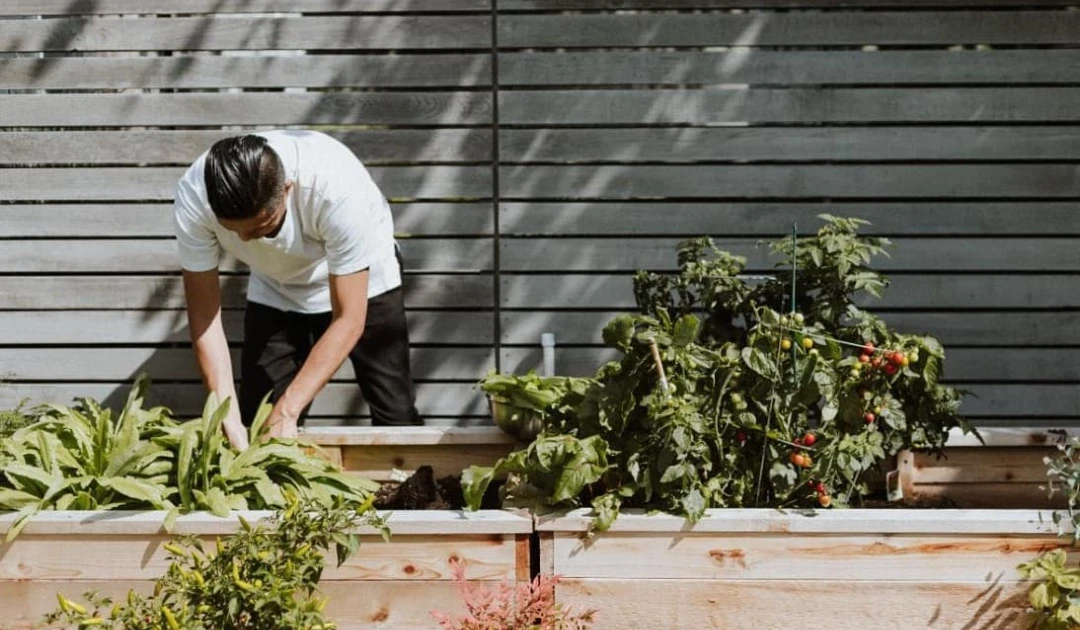 potager urbain restaurant